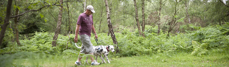 man-walking-dog-through-matley-wood-campsite