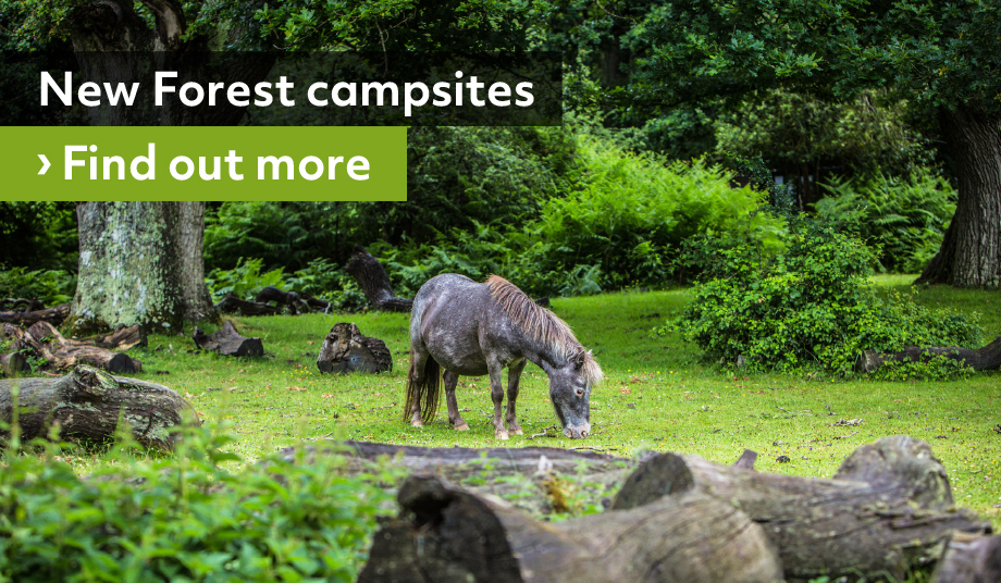 Camping in the Forest - Camping UK | UK Campsites in New Forest & More